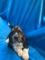 Basset Hound Puppies for sale in Columbia, KY 42728, USA. price: NA