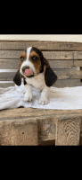 Basset Hound Puppies for sale in Riverside, CA 92503, USA. price: NA