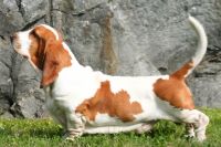 basset hound dog