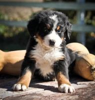 Bavarian Mountain Hound Puppies for sale in Los Angeles, CA, USA. price: NA