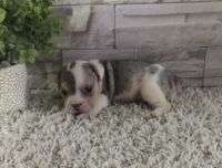 Beabull Puppies for sale in Odon, IN 47562, USA. price: NA