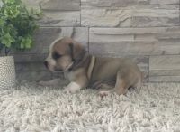 Beabull Puppies for sale in Odon, IN 47562, USA. price: NA