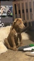 Beabull Puppies for sale in Ceres, CA, USA. price: NA