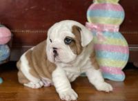Beabull Puppies for sale in New York, NY, USA. price: NA