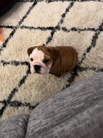 Beabull Puppies for sale in Toronto, OH 43964, USA. price: NA