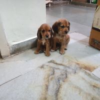 Beagador Puppies for sale in Ahmedabad, Gujarat, India. price: 25000 INR