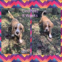 Beagador Puppies for sale in Knoxville, TN, USA. price: $100