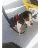 Beagle Puppies for sale in Laurel Springs, NJ 08021, USA. price: NA