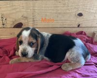 Beagle Puppies for sale in West Liberty, KY 41472, USA. price: NA