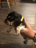 Beagle Puppies for sale in Mt Airy, NC 27030, USA. price: NA