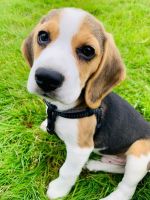 Beagle Puppies for sale in Borger, TX 79007, USA. price: NA