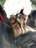 Beagle Puppies for sale in Croswell, MI 48422, USA. price: NA