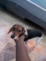 Beagle Puppies for sale in Rosedale, Queens, NY, USA. price: NA