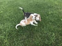 Beagle Puppies for sale in Lockport, NY 14094, USA. price: NA