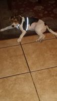 Beagle Puppies for sale in San Diego, CA 92114, USA. price: NA