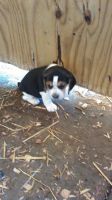 Beagle Puppies for sale in Milwaukee, WI 53202, USA. price: NA