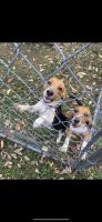 Beagle Puppies for sale in Goodlettsville, TN 37072, USA. price: NA