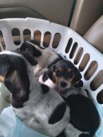 Beagle Puppies for sale in Blackstone, VA 23824, USA. price: NA