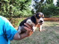 Beagle Puppies for sale in Marmaduke, AR 72443, USA. price: NA