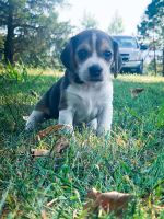 Beagle Puppies for sale in Talihina, OK 74571, USA. price: NA