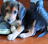 Beagle Puppies for sale in Belleville, IL, USA. price: NA