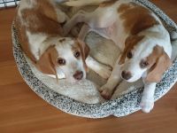 Beagle Puppies for sale in Kissimmee, FL, USA. price: NA