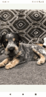 Beagle Puppies for sale in Williamsburg, VA, USA. price: NA