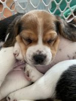 Beagle Puppies for sale in Springfield, TN 37172, USA. price: NA