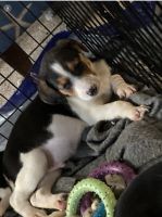 Beagle Puppies for sale in CANAL WNCHSTR, OH 43110, USA. price: NA