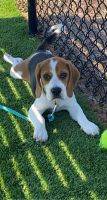 Beagle Puppies for sale in Huntersville, NC 28078, USA. price: NA