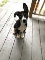 Beagle Puppies for sale in Raleigh, NC, USA. price: NA