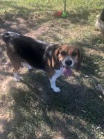 Beagle Puppies for sale in Homerville, OH 44235, USA. price: NA