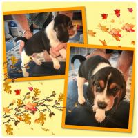 Beagle Puppies for sale in Lewisburg, TN 37091, USA. price: NA