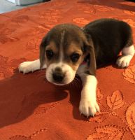 Beagle Puppies for sale in Red Oak, OK 74563, USA. price: NA