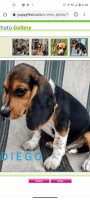 Beagle Puppies for sale in 3572 MO-123, Humansville, MO 65674, USA. price: NA