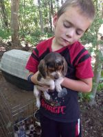 Beagle Puppies for sale in Taylorsville, NC 28681, USA. price: NA
