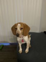 Beagle Puppies for sale in Orlando, FL, USA. price: NA
