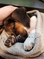 Beagle Puppies for sale in Monroe, WA, USA. price: NA