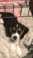Beagle Puppies for sale in Kewanee, IL 61443, USA. price: NA