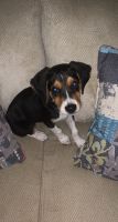 Beagle Puppies for sale in Louisville, KY, USA. price: NA