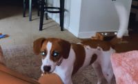 Beagle Puppies for sale in North Chesterfield, Richmond, VA 23234, USA. price: NA