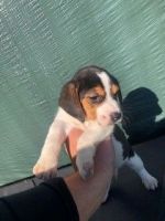 Beagle Puppies for sale in Bridgeport, WV 26330, USA. price: NA
