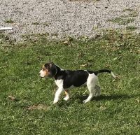 Beagle Puppies for sale in Le Roy, NY 14482, USA. price: NA