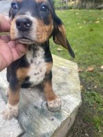 Beagle Puppies for sale in Haverhill, MA, USA. price: NA