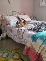 Beagle Puppies for sale in St Cloud, FL, USA. price: NA