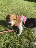 Beagle Puppies for sale in Wallingford, CT 06492, USA. price: NA