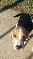 Beagle Puppies for sale in Townsend, DE 19734, USA. price: NA
