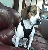 Beagle Puppies for sale in Douglasville, GA, USA. price: NA