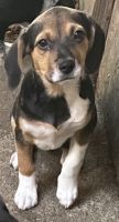 Beagle Puppies for sale in Pink Hill, NC 28572, USA. price: NA