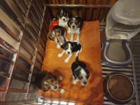 Beagle Puppies for sale in Onawa, IA 51040, USA. price: NA
